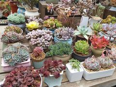 -金科花卉市场