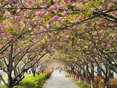 -高东镇樱花园