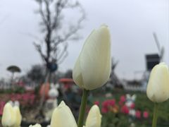 -荷兰花海