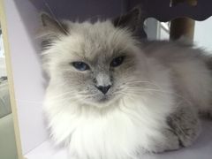 -喵的天空名猫咖啡馆·撸猫·猫舍·用品