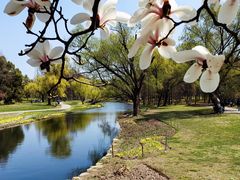 -上海共青森林公园