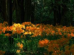 -杭州植物园
