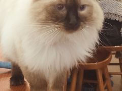 -有猫主题·治愈系猫咖(曾厝垵店)