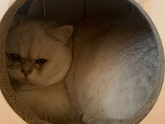 -喵屿·大理花园猫咖