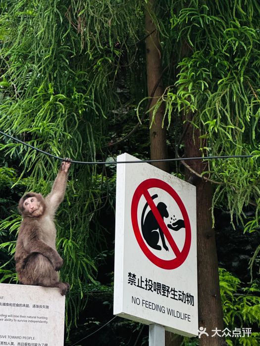 西岭雪山大飞水景区图片