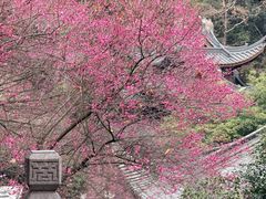 -韬光茶庵