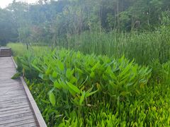 -昆山城市生态森林公园