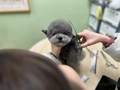 -鑫艺宠物美容培训学校