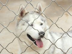 -中农大我爱我爱24h动物医院·中医针灸·猫专科·骨科医疗中心(双井店)