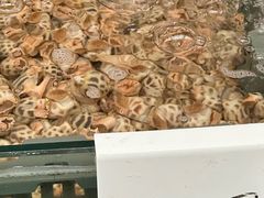 -湄洲岛