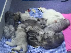 -喵的天空名猫咖啡馆·撸猫·猫舍·用品