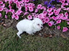 -爱妮康宠物医院·干细胞免疫细胞·肿瘤·心脏(张江店)