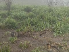 -萍乡武功山风景名胜区