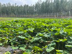 -东郊湿地公园