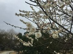 -香雪海