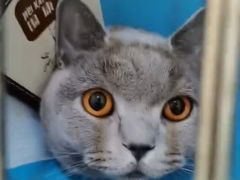 -米苏动物医院·犬猫专科·骨科外科内窥镜