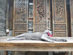 -喵屿·大理花园猫咖