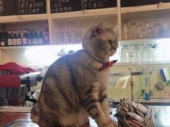 -猫色咖啡·猫咖