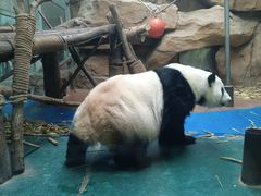 -成都动物园