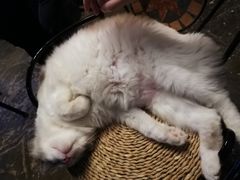 -猫猫幼稚园·撸猫·桌游·电玩