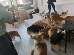 -南京宠物基地·宠物狗宠物猫售卖(南京店)