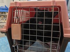 -瑞派·关忠动物医院·猫专科·犬专科(三环新城店)