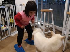 -南京Hallo宠物乐园·哈罗犬舍·柴犬繁育基地