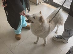 -艾贝尔宠物医院·狂犬免疫点(江山金象城店)