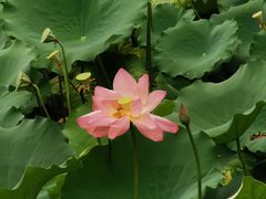 -荔湾湖公园