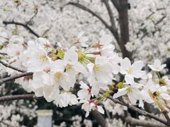 -武汉大学-樱园