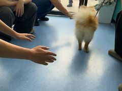 -博特宠物医院24h犬猫全科.骨科·异宠