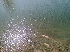 -金塔沙漠胡杨林景区