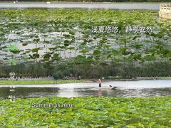 -莲花池公园