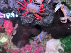 -龙海鲜螃蟹王(宏茂桥店)