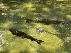 -鲁南仔·滕州炒鸡(经三路店)