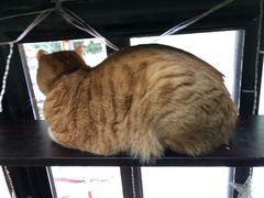 -李小姐の猫咖啡馆(五角场店)