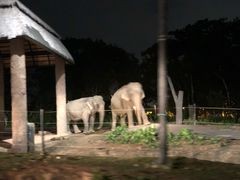 -清迈夜间动物园