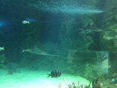 -悉尼海洋生物水族馆
