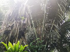 -呀诺达热带雨林
