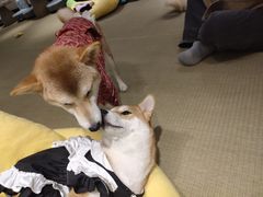 -逗柴咖啡屋·狗咖猫咖宠物桌游