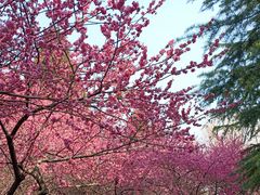 -白塘生态植物园