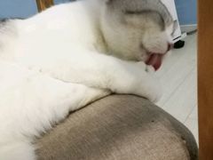 -喵的天空名猫咖啡馆·撸猫·猫舍·用品