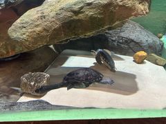 -上海海洋水族馆