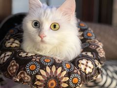 -达爱动物医院·犬猫分区·CT·复杂眼科(远洋山水分院)