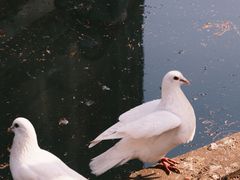 -音乐台