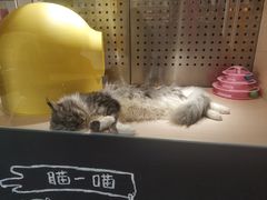 -瞄一喵猫咖(格力海岸店)
