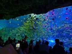 -芜湖新华联大白鲸海洋公园