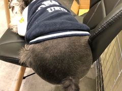 -小尾巴宠物店(万科·金域华庭店)