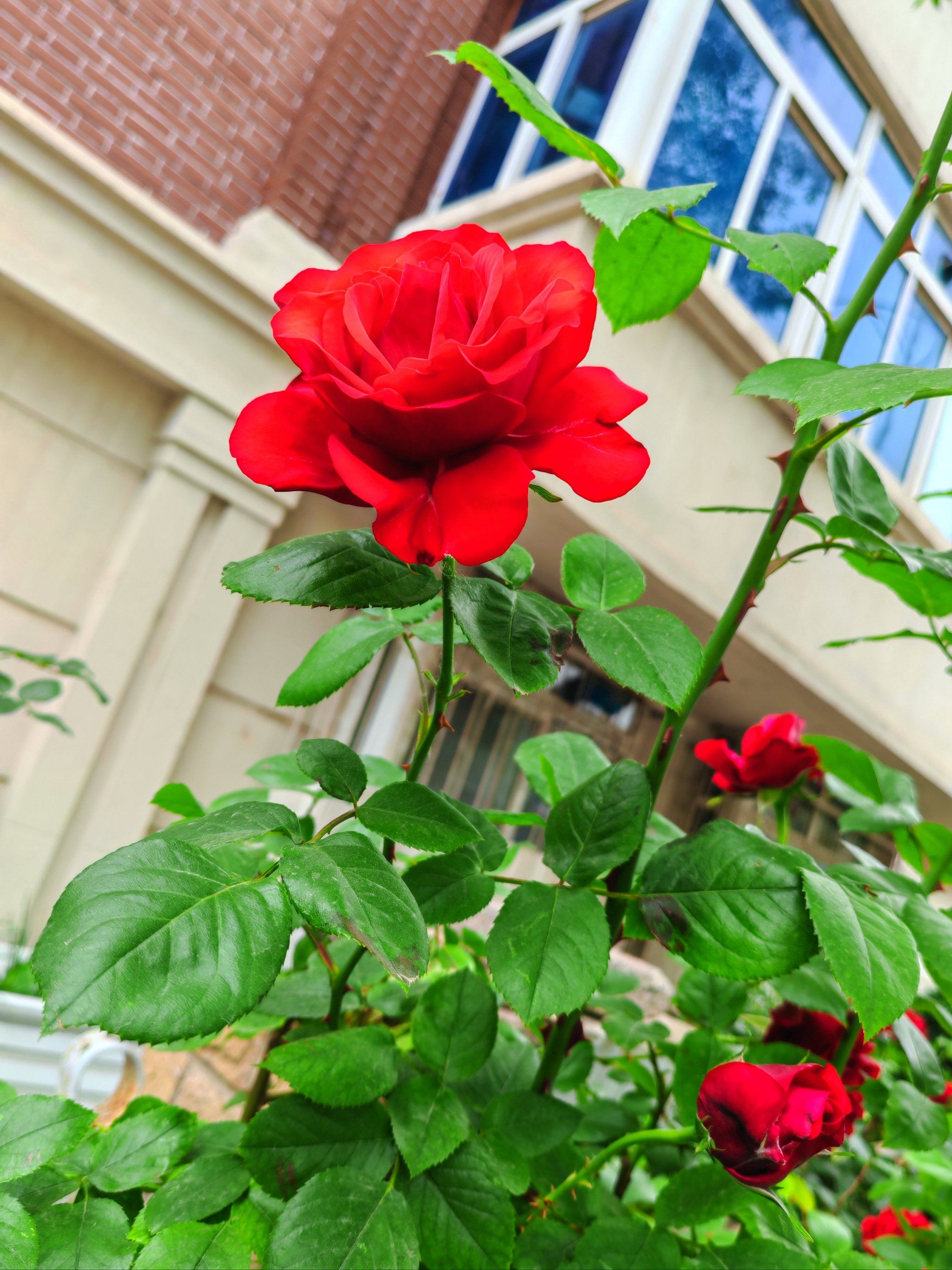 小区里的花花开的真好看,喜欢这个季节