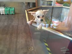 -PETKIT小佩宠物(古北店)